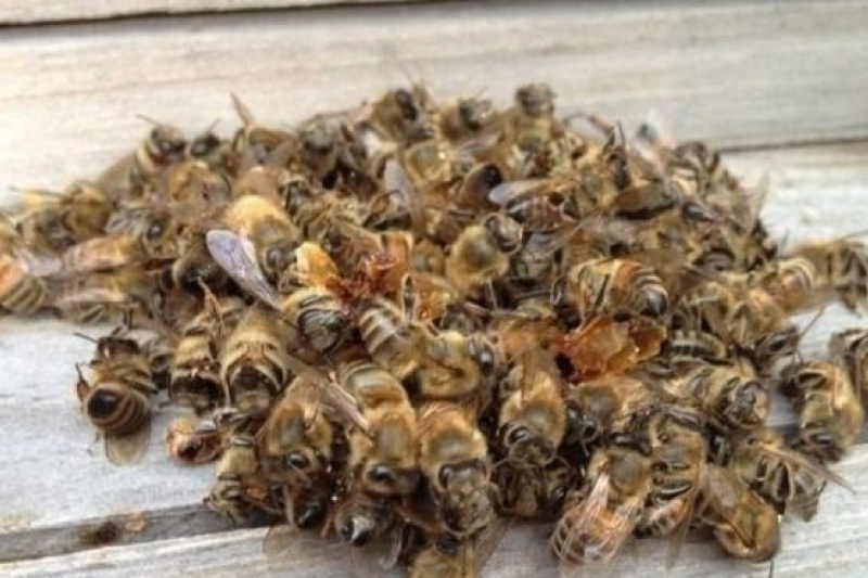 В Днепропетровской области зафиксирована массовая гибель пчел: подробности
