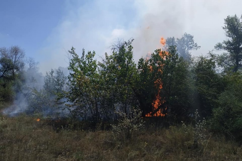 В Днепре отдыхающие подожгли лес на Ломовском жилмассиве