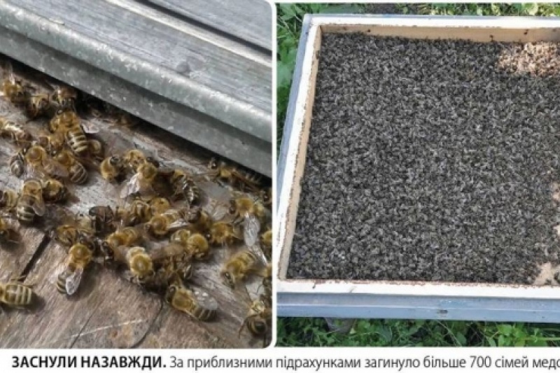 На Глухівщині пасічники через масове отруєння бджіл заблокували виїзд техніки в поле