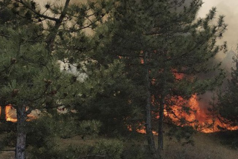 В Энергодаре Запорожской области бушует масштабный лесной пожар