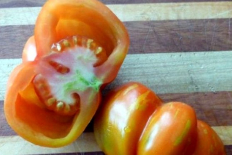 Фермери Полтавщини зазнають краху: на полях не дозрівають томати