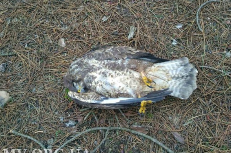 В Запорожской области с неба падают мертвые птицы