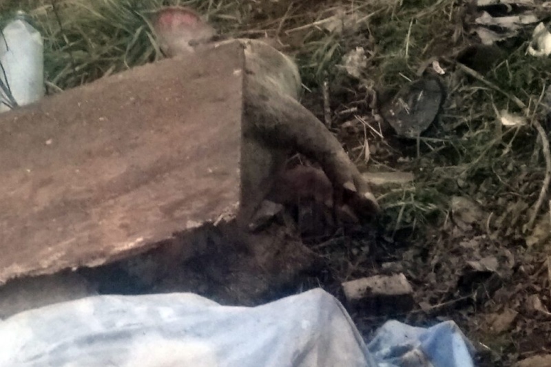 В Запорізькій області під водозабор підкинули трупи свиней