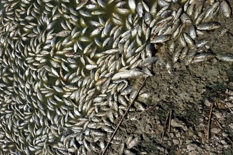 Тысячи тушек мертвой рыбы всплыли брюхом к верху на водоеме в Криворожском районе