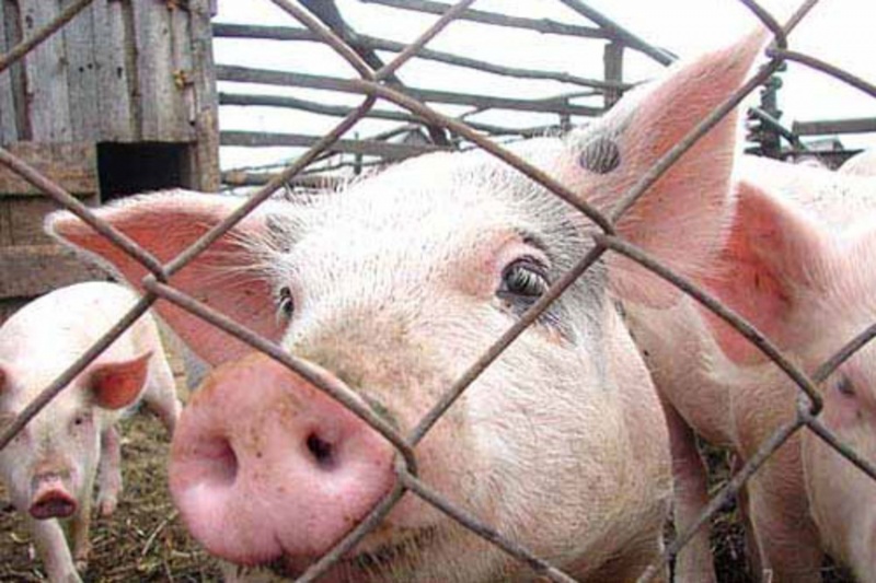 В Запорожской области люди борются с незаконной свинофермой – хозяин грозит им расправой