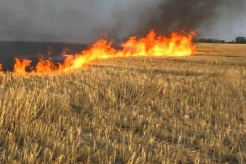 На Дніпропетровщині фермер знищив сусіду 43 гектари пшениці