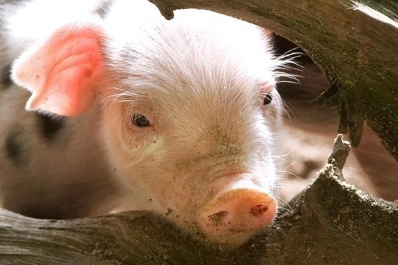 Неподалік Новомосковська виявили туші свиней інфікованих африканською чумою