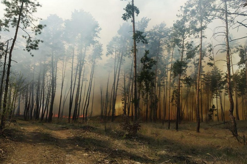 На Полтавщині палає сосновий ліс: горить близько 30 гектарів