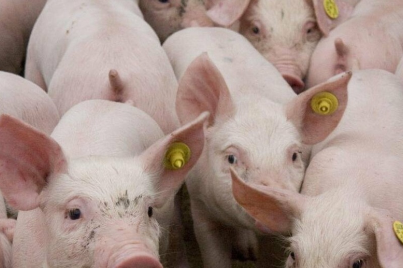 В Запорожской области произошла вспышка африканской чумы свиней