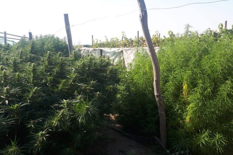 СБУ разоблачила наркодилеров, которые выращивали марихуану для всей Запорожской области