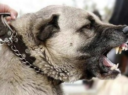 В Харькове ТЦКашники вооружились боевыми собаками для отлова свежего пушечного мяса