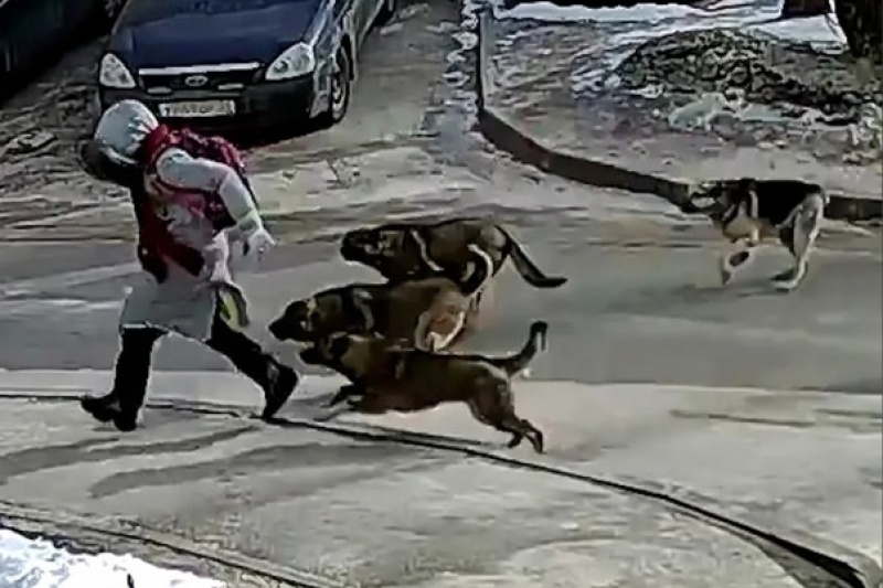 Нападение собак видео. Нападение бродячих собак. Стая собак.