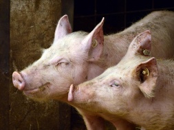 На Полтавщині встановили карантин через чуму свиней